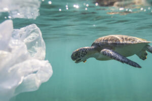 Green turtle swimming with plastic bag. Photo by Ben Hicks.